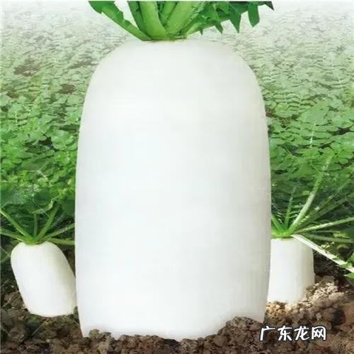 牡丹燕菜的原料 牡丹燕菜简介