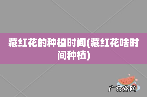 藏红花啥时间种植 藏红花的种植时间
