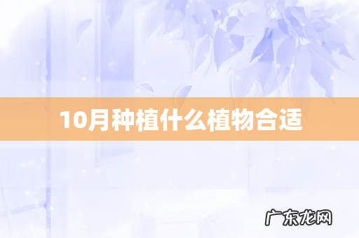 10月种植什么植物合适