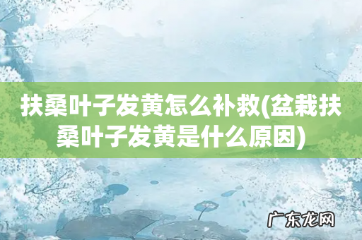 盆栽扶桑叶子发黄是什么原因 扶桑叶子发黄怎么补救