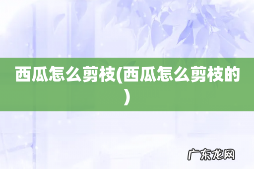 西瓜怎么剪枝的 西瓜怎么剪枝