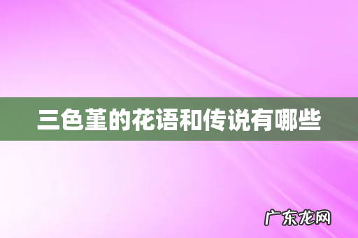 三色堇的花语和传说有哪些