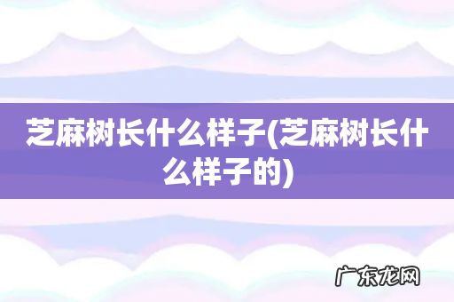 芝麻树长什么样子的 芝麻树长什么样子