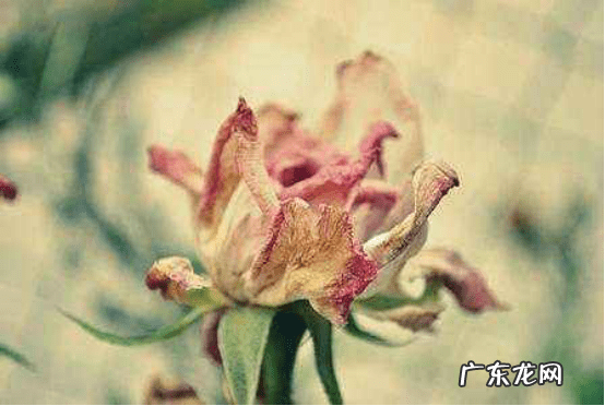 羊头挂件图片 羚羊角摆件风水