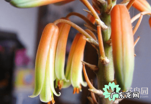 芦荟开花家里老人去世 芦荟开花是好事还是坏事