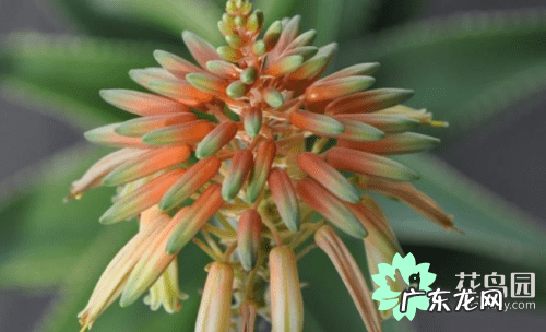 芦荟开花家里老人去世 芦荟开花是好事还是坏事