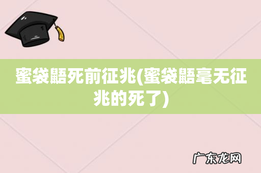 蜜袋鼯毫无征兆的死了 蜜袋鼯死前征兆