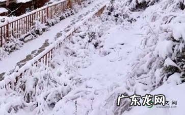 写一篇下雪了的作文 下雪了作文300字