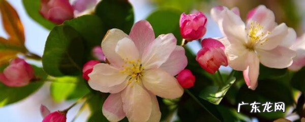 海棠花养家里吉祥吗 海棠花养在家里哪个位置好