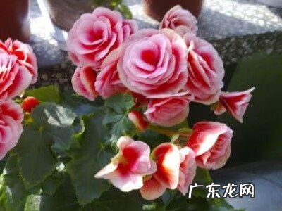 海棠花养家里吉祥吗 海棠花养在家里哪个位置好