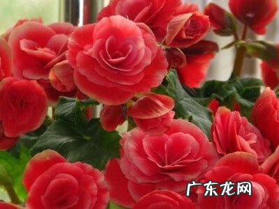 海棠花养家里吉祥吗 海棠花养在家里哪个位置好