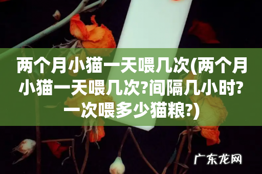 两个月小猫一天喂几次?间隔几小时?一次喂多少猫粮? 两个月小猫一天喂几次