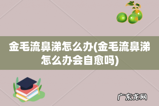 金毛流鼻涕怎么办会自愈吗 金毛流鼻涕怎么办