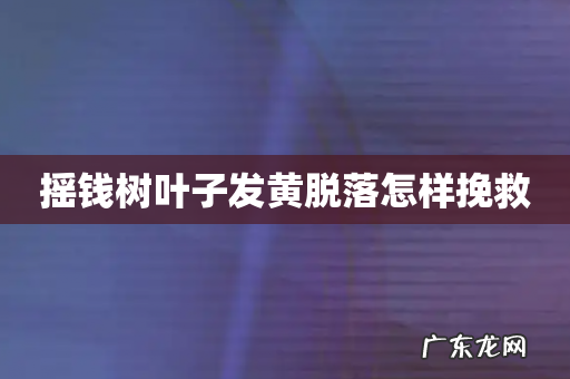 摇钱树叶子发黄脱落怎样挽救