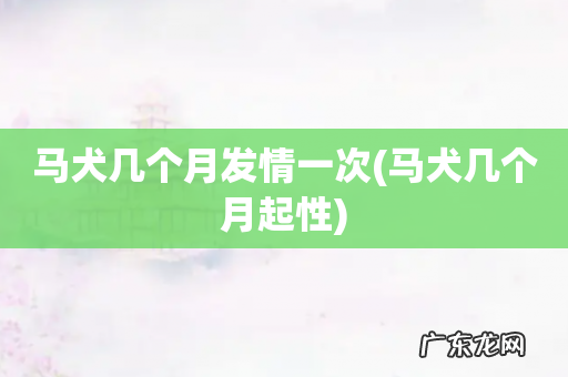 马犬几个月起性 马犬几个月发情一次