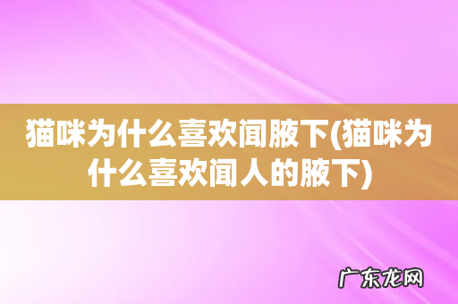 猫咪为什么喜欢闻人的腋下 猫咪为什么喜欢闻腋下