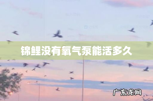 锦鲤没有氧气泵能活多久