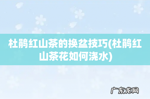 杜鹃红山茶花如何浇水 杜鹃红山茶的换盆技巧