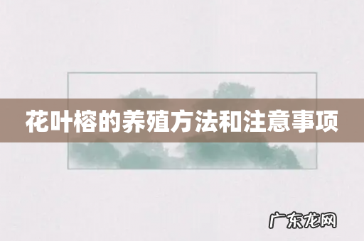 花叶榕的养殖方法和注意事项