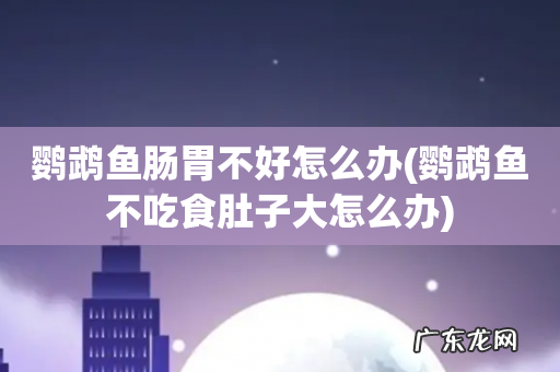 鹦鹉鱼不吃食肚子大怎么办 鹦鹉鱼肠胃不好怎么办