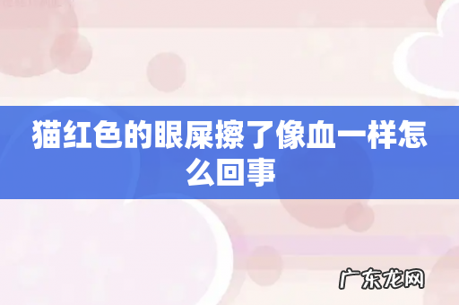 猫红色的眼屎擦了像血一样怎么回事