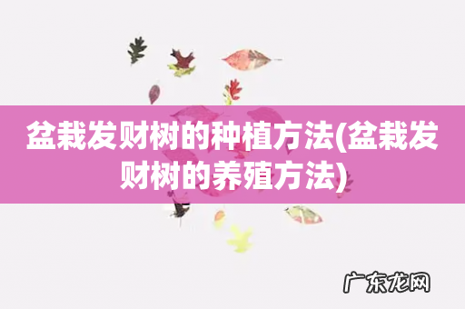 盆栽发财树的养殖方法 盆栽发财树的种植方法