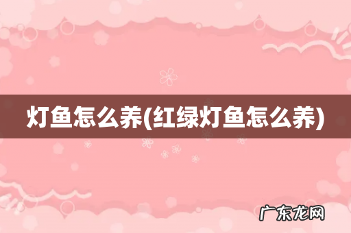 红绿灯鱼怎么养 灯鱼怎么养