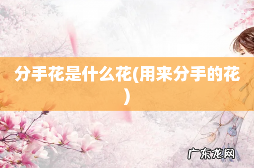 用来分手的花 分手花是什么花