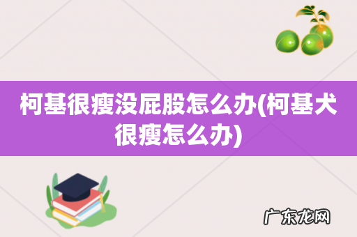 柯基犬很瘦怎么办 柯基很瘦没屁股怎么办