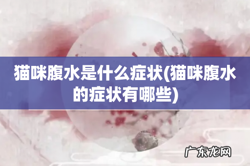 猫咪腹水的症状有哪些 猫咪腹水是什么症状