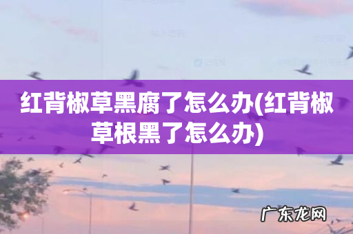 红背椒草根黑了怎么办 红背椒草黑腐了怎么办