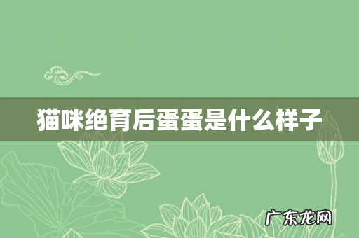 猫咪绝育后蛋蛋是什么样子