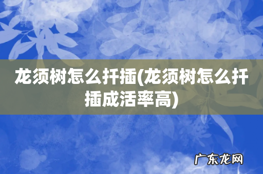 龙须树怎么扦插成活率高 龙须树怎么扦插