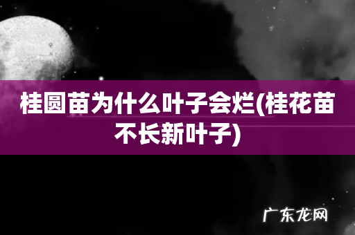 桂花苗不长新叶子 桂圆苗为什么叶子会烂