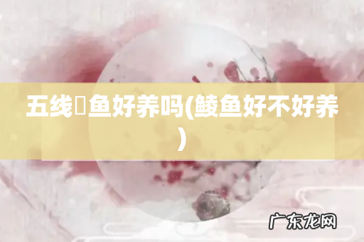 鲮鱼好不好养 五线鳉鱼好养吗