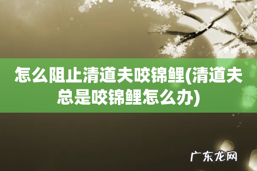 清道夫总是咬锦鲤怎么办 怎么阻止清道夫咬锦鲤