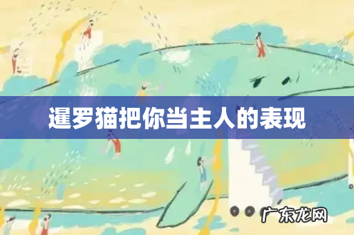 暹罗猫把你当主人的表现