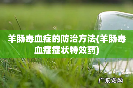 羊肠毒血症症状特效药 羊肠毒血症的防治方法