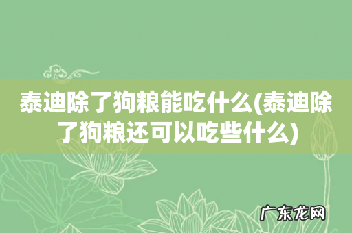 泰迪除了狗粮还可以吃些什么 泰迪除了狗粮能吃什么