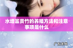 水培富贵竹的养殖方法和注意事项是什么