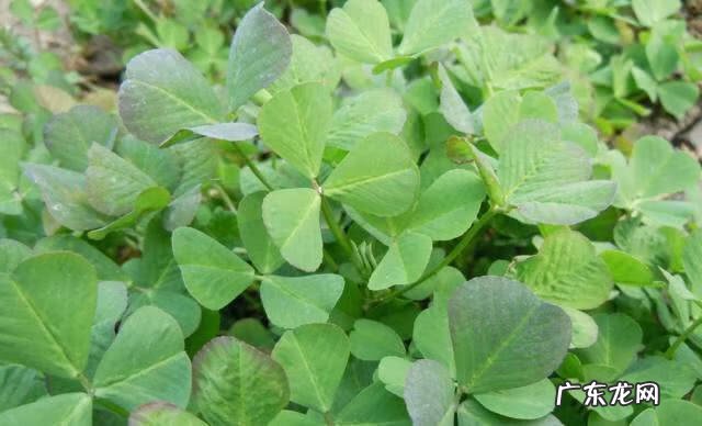 金花菜好吃吗 金花菜又名叫什么