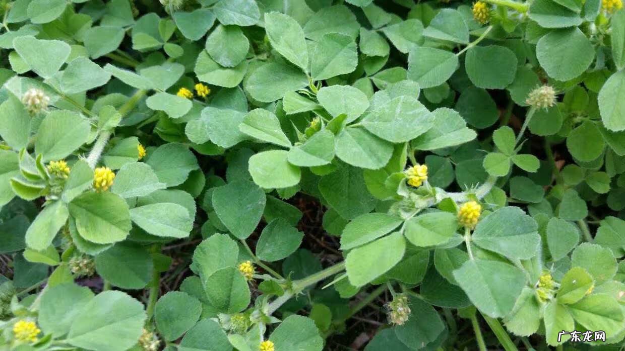 金花菜好吃吗 金花菜又名叫什么