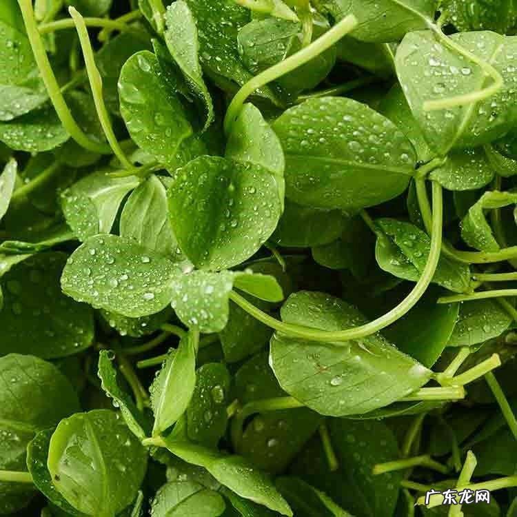 金花菜好吃吗 金花菜又名叫什么