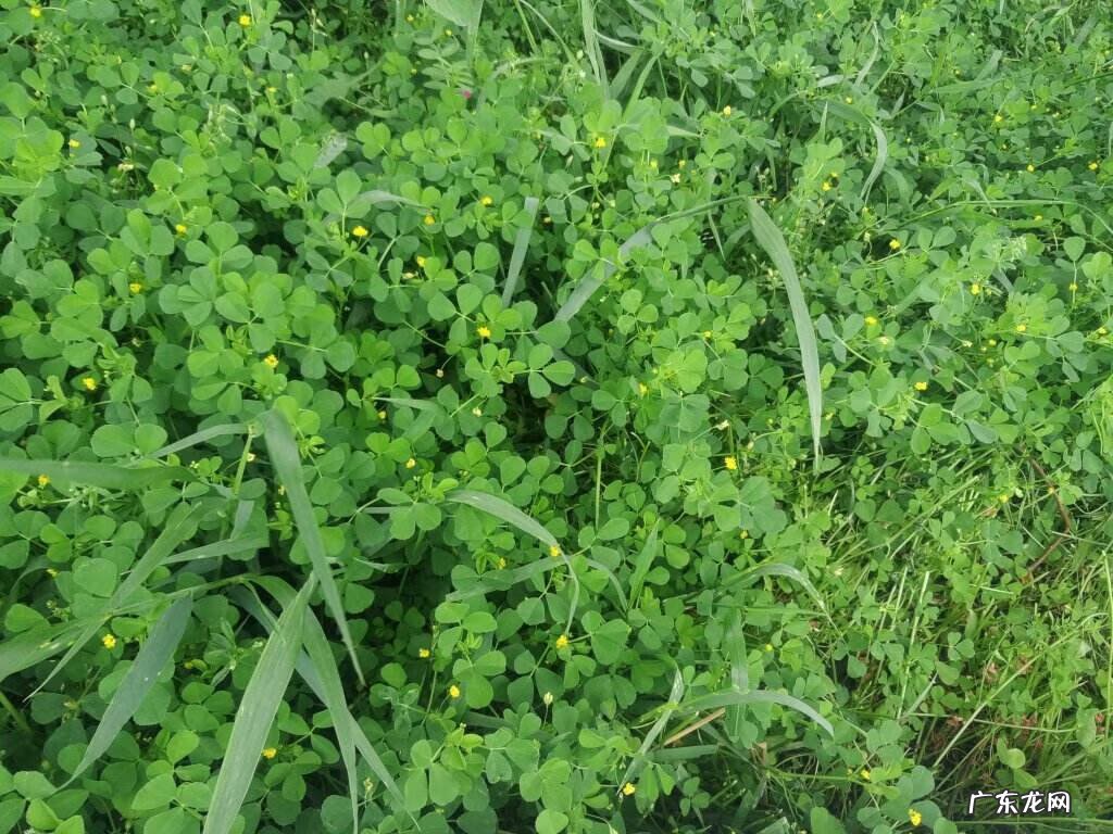 金花菜好吃吗 金花菜又名叫什么