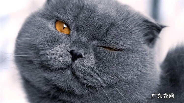 养黑猫好不好有什么说法 家里养黑猫好吗风水说法