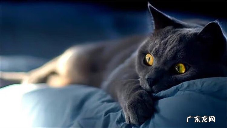 养黑猫好不好有什么说法 家里养黑猫好吗风水说法