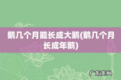 鹅几个月长成年鹅 鹅几个月能长成大鹅