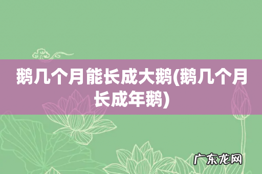 鹅几个月长成年鹅 鹅几个月能长成大鹅