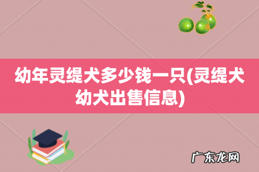 灵缇犬幼犬出售信息 幼年灵缇犬多少钱一只