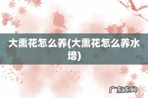 大熏花怎么养水培 大熏花怎么养